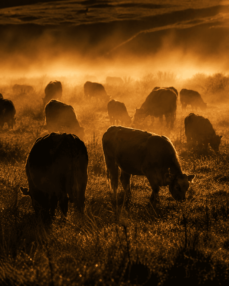 Grass-Fed Prostate